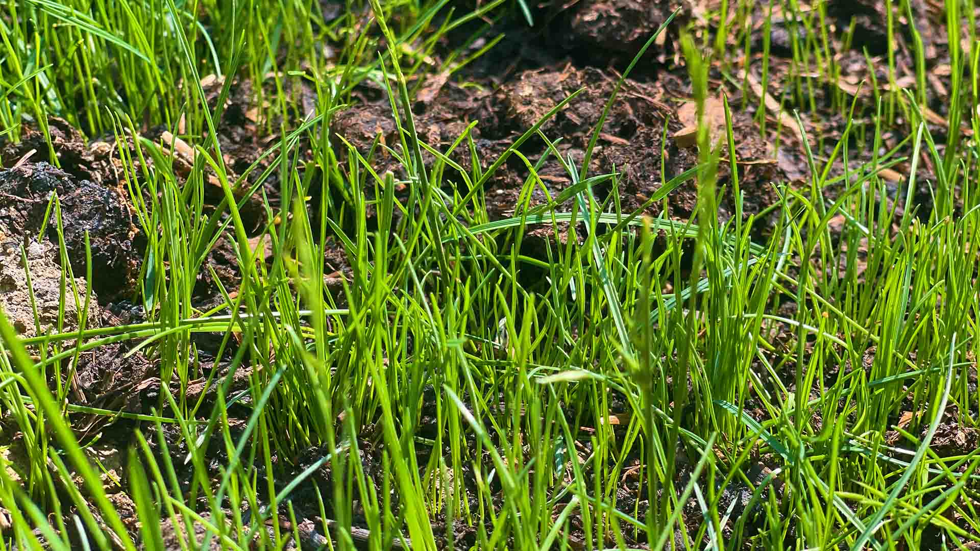 2023-guide-to-watering-newly-seeded-grass-lawns